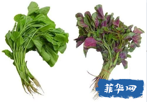 总说菲律宾的龙虾是白菜价！咋不说白菜是龙虾价吗？w35.jpg