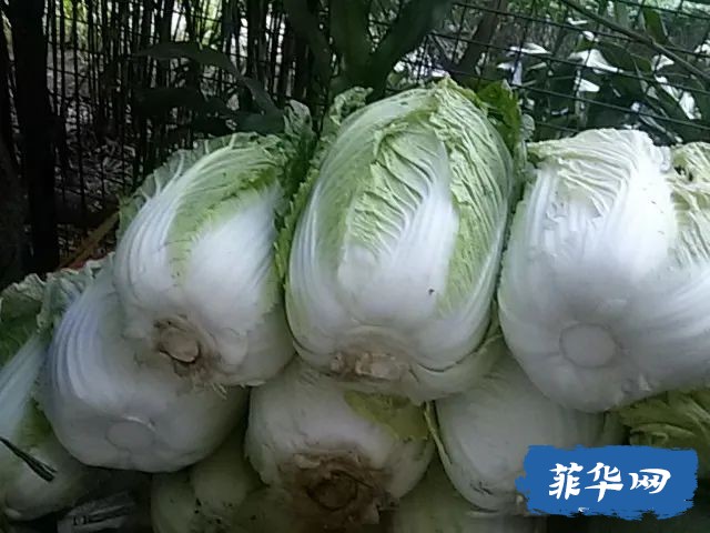 总说菲律宾的龙虾是白菜价！咋不说白菜是龙虾价吗？w32.jpg