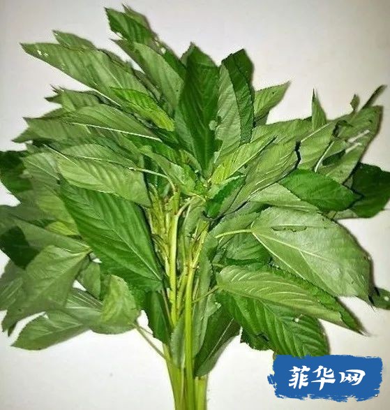 总说菲律宾的龙虾是白菜价！咋不说白菜是龙虾价吗？w41.jpg