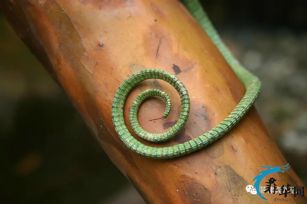 世界最美海湾俱乐部的唯一菲律宾成员 - 海豚湾w29.jpg