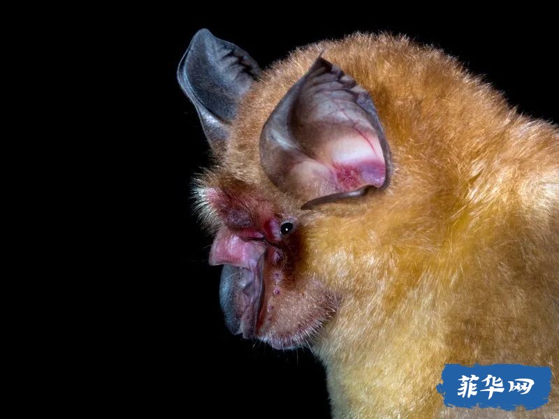 巴斯德研究所：柬埔寨蝙蝠体内发现疑似新冠病毒w2.jpg