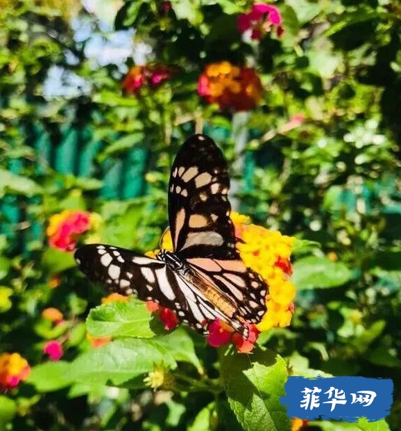 一生非去一次不可的菲律宾薄荷岛