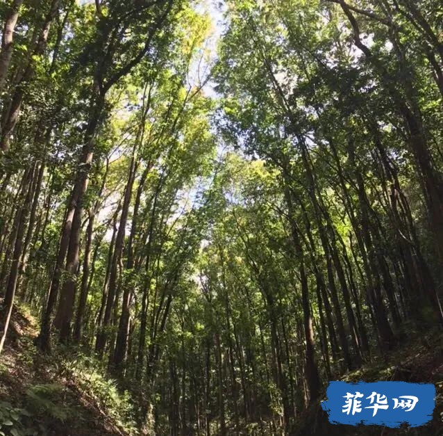 一生非去一次不可的菲律宾薄荷岛