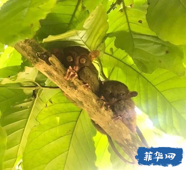一生非去一次不可的菲律宾薄荷岛