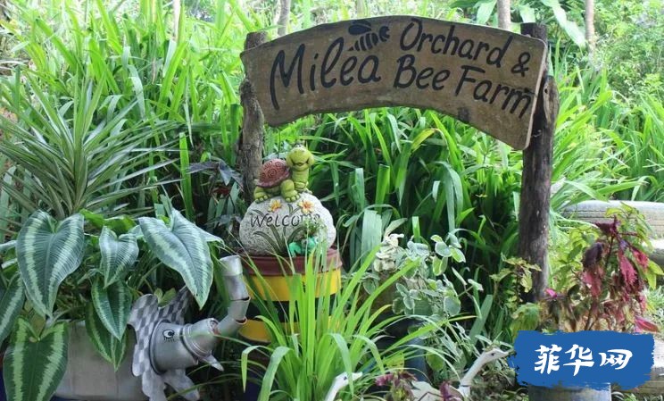 一次全新的体验——游菲律宾米利亚蜜蜂农场