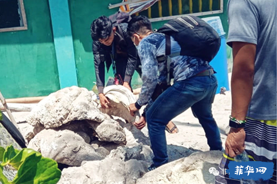 环保人士警告称，菲律宾巴拉望岛的巨蛤被用作象牙替代品w1.jpg