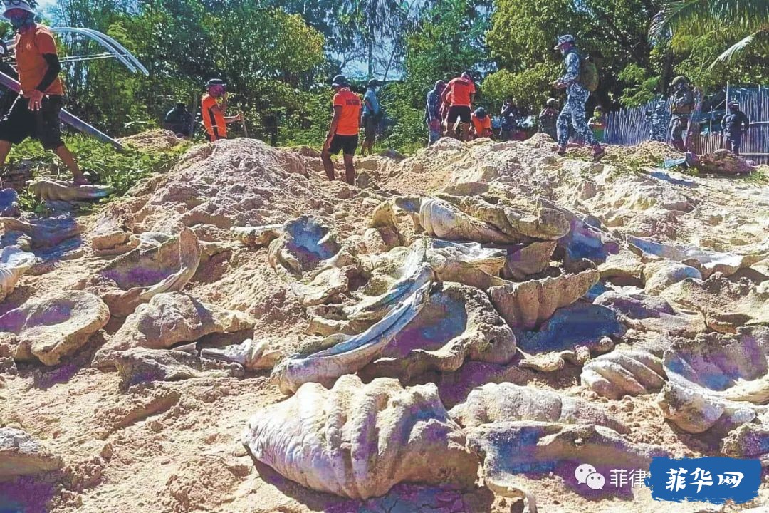 环保人士警告称，菲律宾巴拉望岛的巨蛤被用作象牙替代品w2.jpg