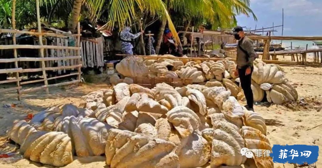 环保人士警告称，菲律宾巴拉望岛的巨蛤被用作象牙替代品w3.jpg
