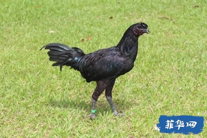 菲律宾卡拉加国立大学的研究人员开发了本地黑土鸡w1.jpg
