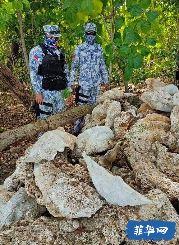 巴拉望省缴获150 吨化石巨蛤壳，价值2.5亿！w6.jpg