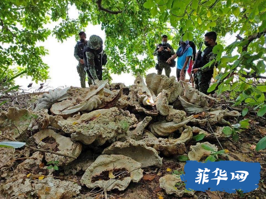 巴拉望省缴获150 吨化石巨蛤壳，价值2.5亿！w5.jpg