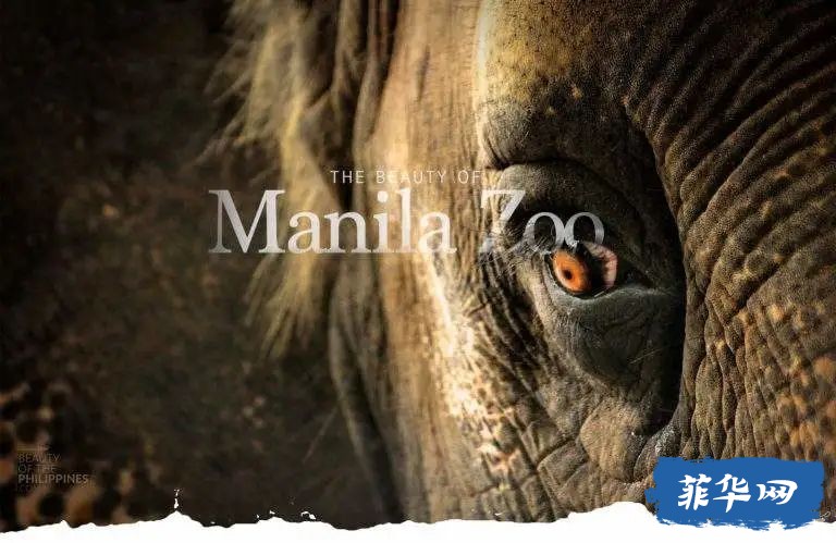 它来了！它回来了！马尼拉动物园将于12月30日重新开放！w7.jpg