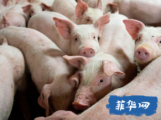 小马保证中菲友谊长存！政府宣布多地无非洲猪瘟！w5.jpg