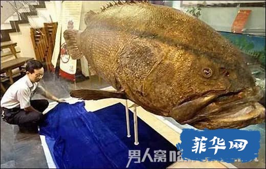 巴拉望渔夫捕获一只重达123公斤的巨型石斑鱼发了笔小财w10.jpg