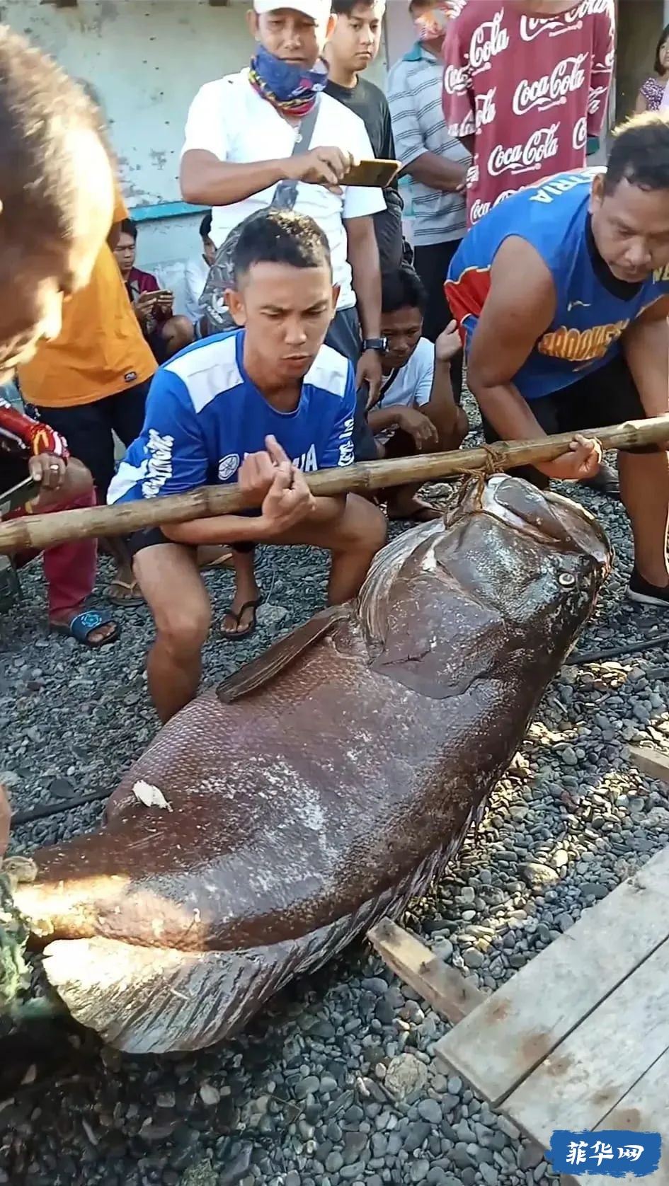 巴拉望渔夫捕获一只重达123公斤的巨型石斑鱼发了笔小财w8.jpg
