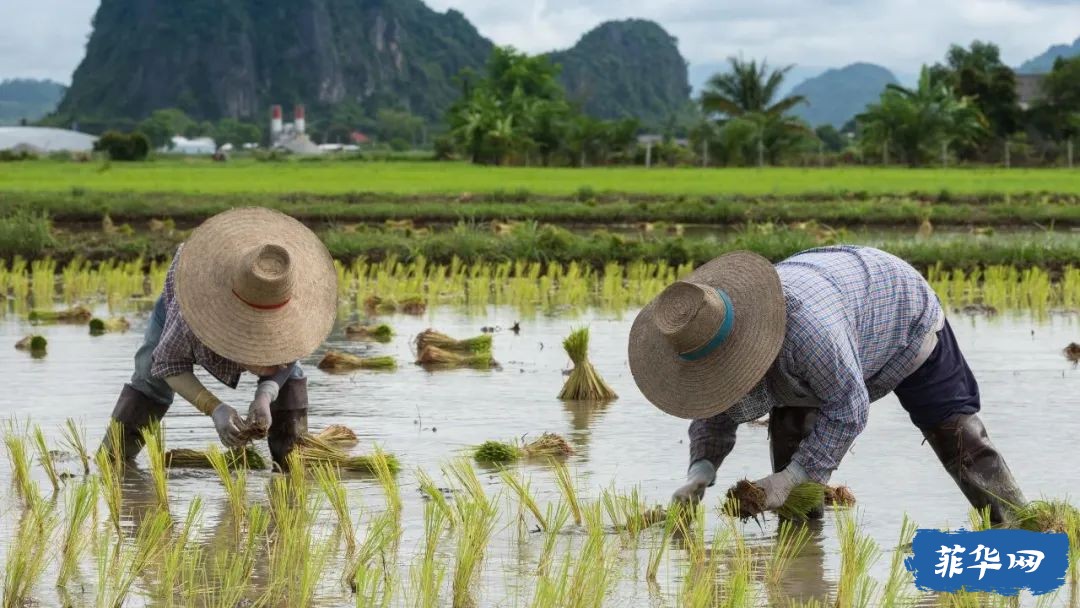 ​国家水稻计划，菲律宾政府向农民分发价值640 万的水稻种子w5.jpg