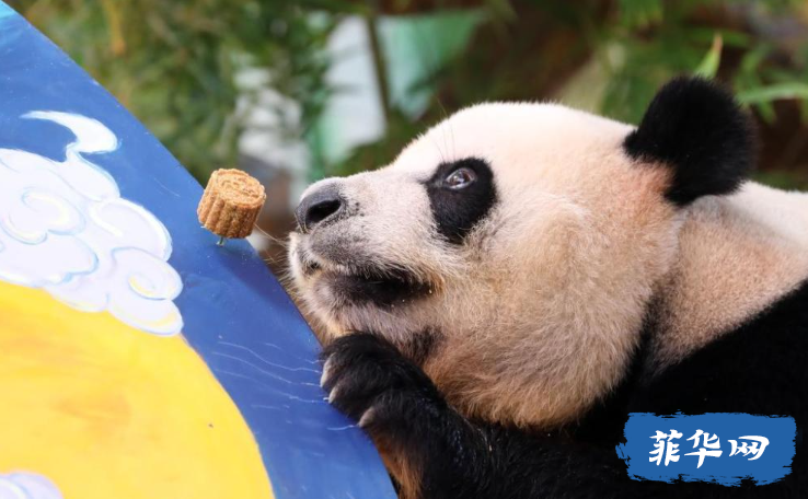 甲美地抛尸案 疑似中国公民！大岷加强警力部署！菲航：禁止携带猪肉！w43.jpg