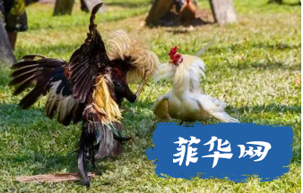 农部下令暂禁从日本匈牙利与加州入口家禽基于禽流感威胁w1.jpg