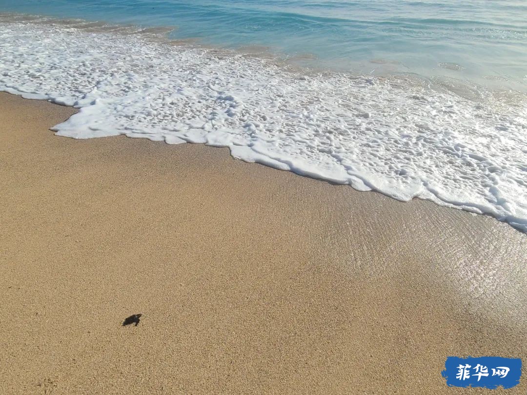 东达沃达希坎海滩的海龟与冲浪w7.jpg
