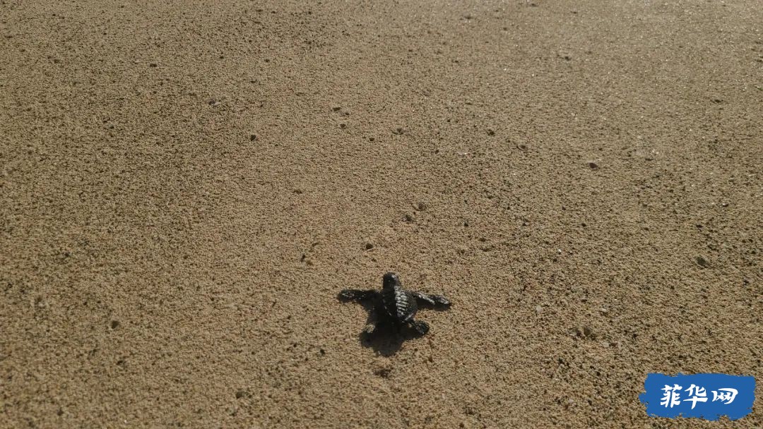东达沃达希坎海滩的海龟与冲浪w11.jpg