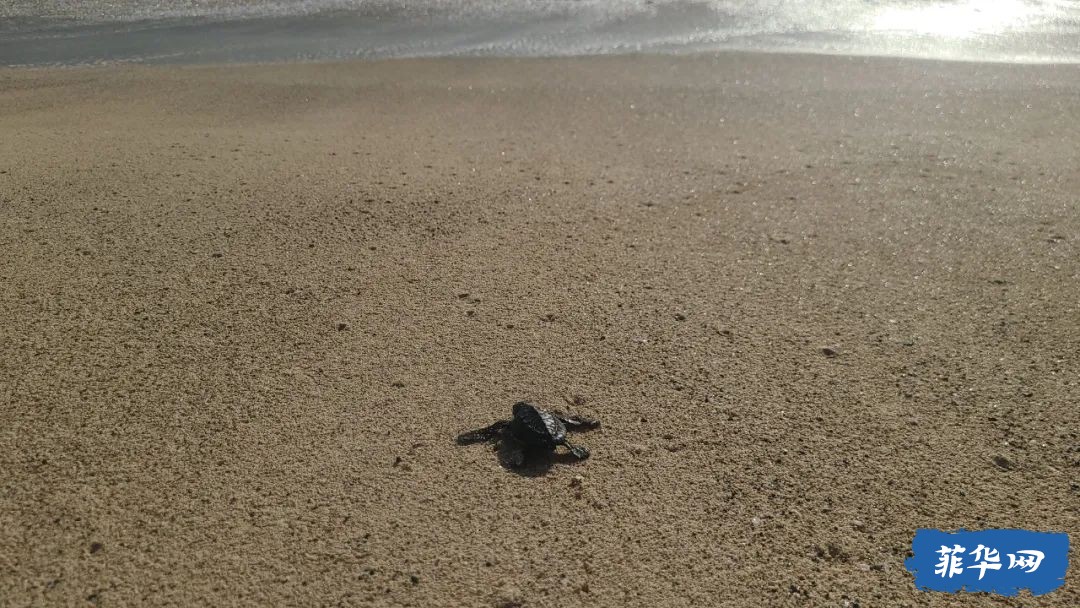 东达沃达希坎海滩的海龟与冲浪w9.jpg