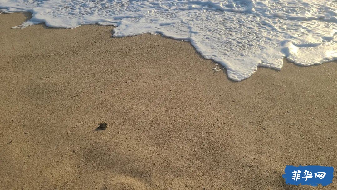 东达沃达希坎海滩的海龟与冲浪w10.jpg