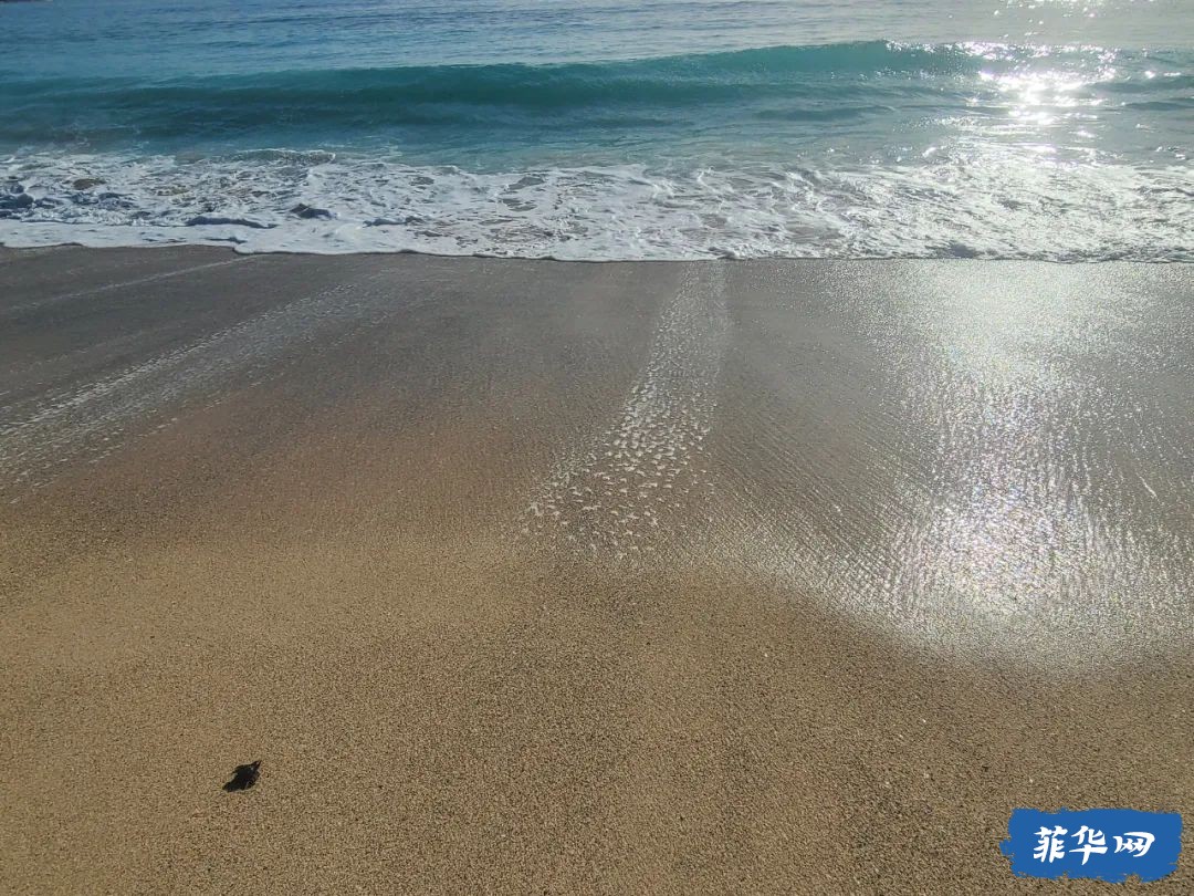 东达沃达希坎海滩的海龟与冲浪w12.jpg