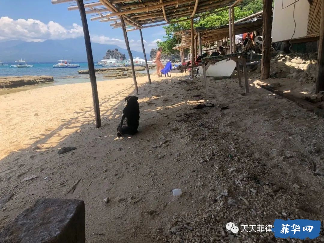 终于把菲律宾小众海岛杜马盖地的大众一日游都打卡完毕了 再扯两句Apo海龟岛的现状w10.jpg