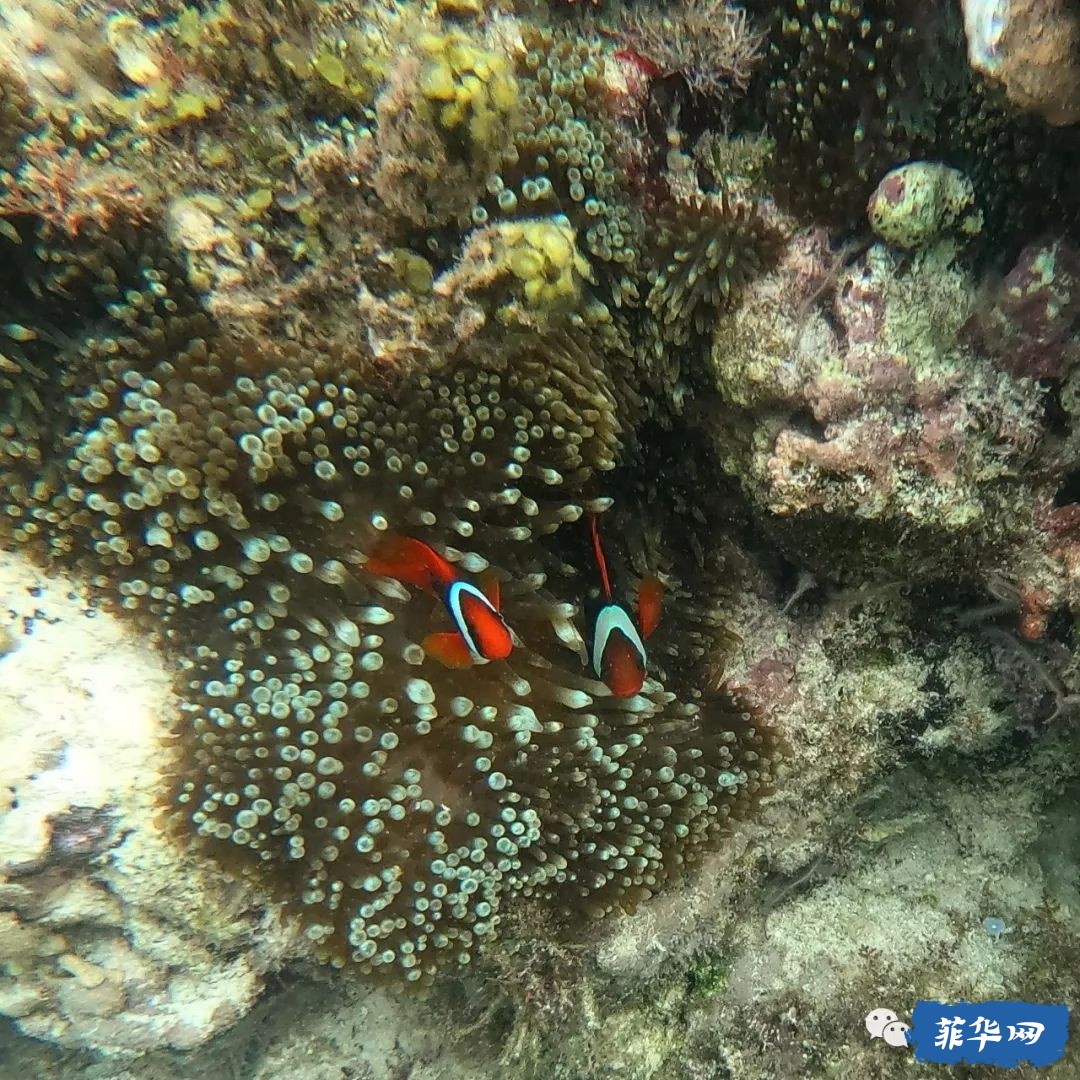 千百种生活之--我在菲律宾当岛民