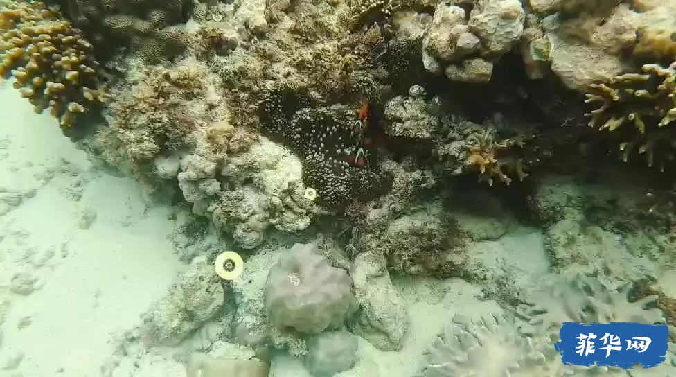 千百种生活之--我在菲律宾当岛民