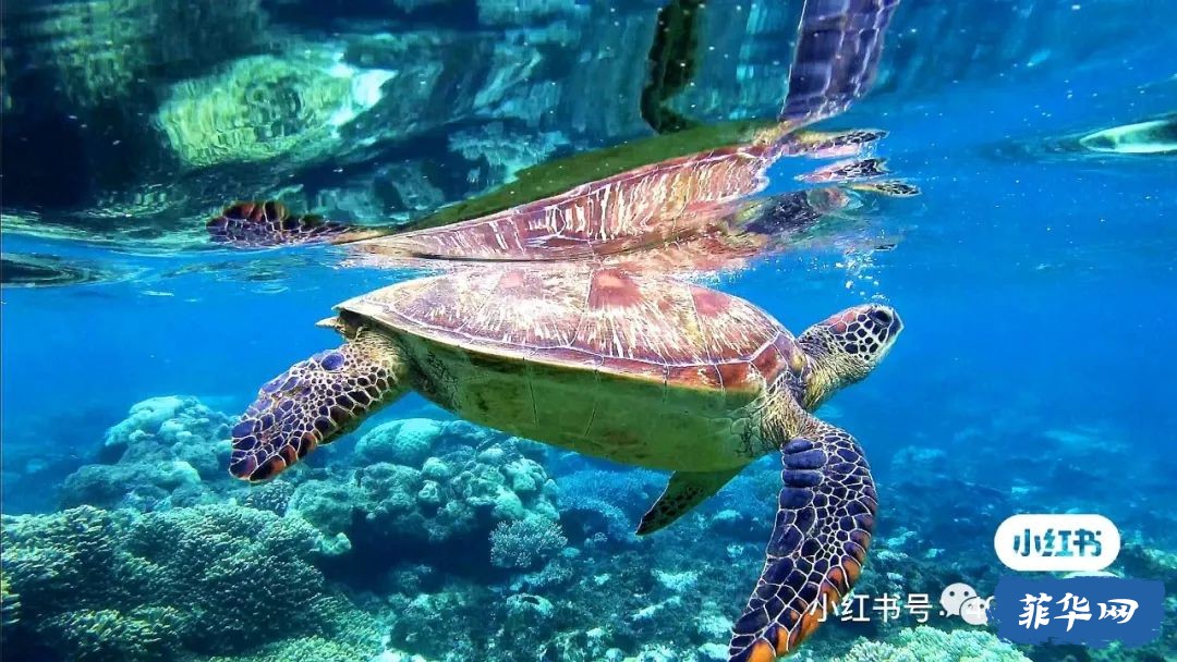 千百种生活之--我在菲律宾当岛民