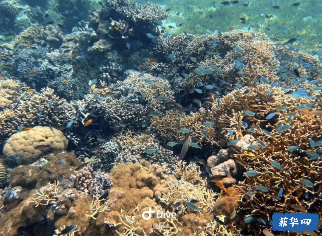 菲律宾Bohol Island - 50瓶才开始的「伪」电子潜水日志 -w12.jpg