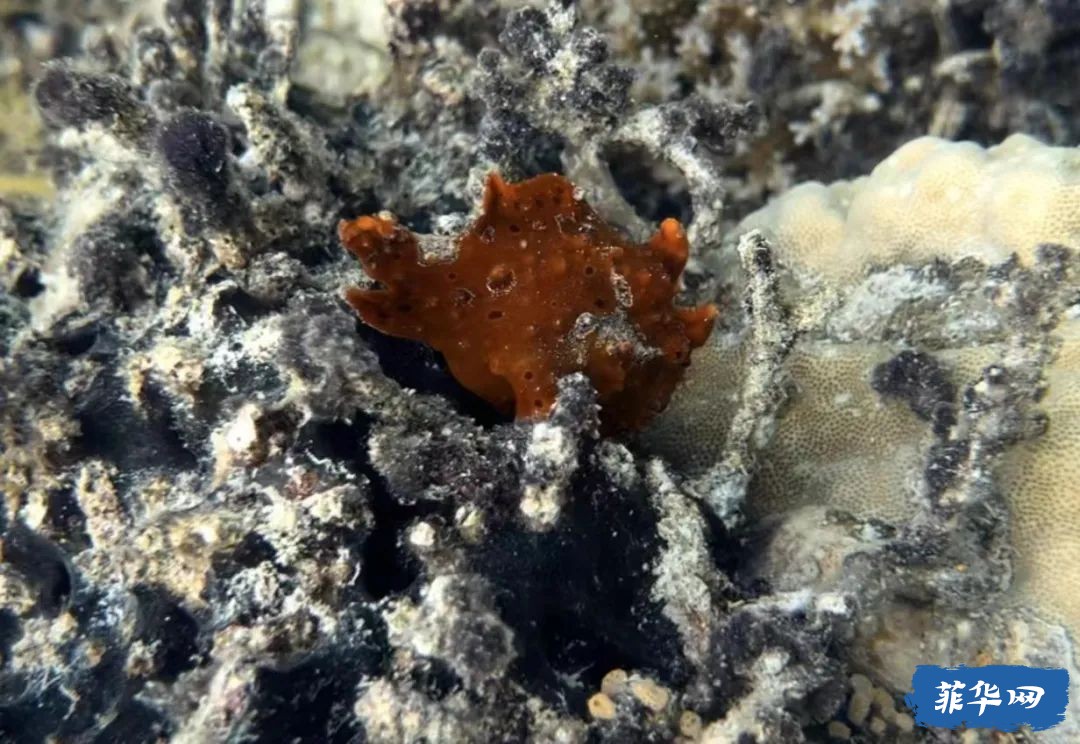 菲律宾Bohol Island - 50瓶才开始的「伪」电子潜水日志 -w11.jpg