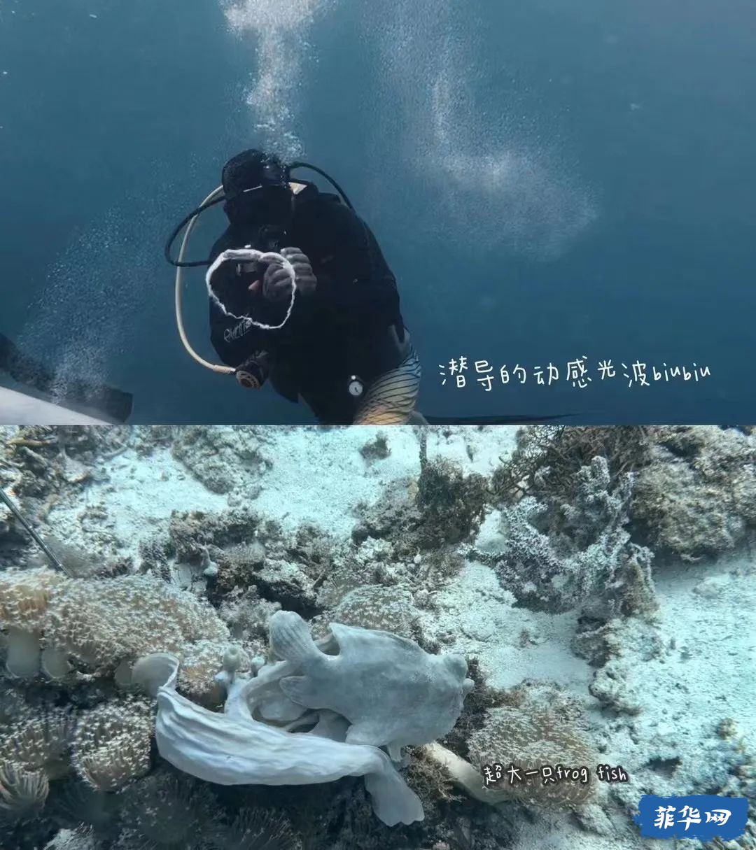 菲律宾Bohol Island - 50瓶才开始的「伪」电子潜水日志 -w9.jpg