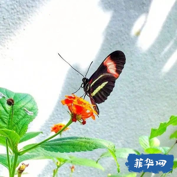 你说薄荷岛不好玩？w33.jpg