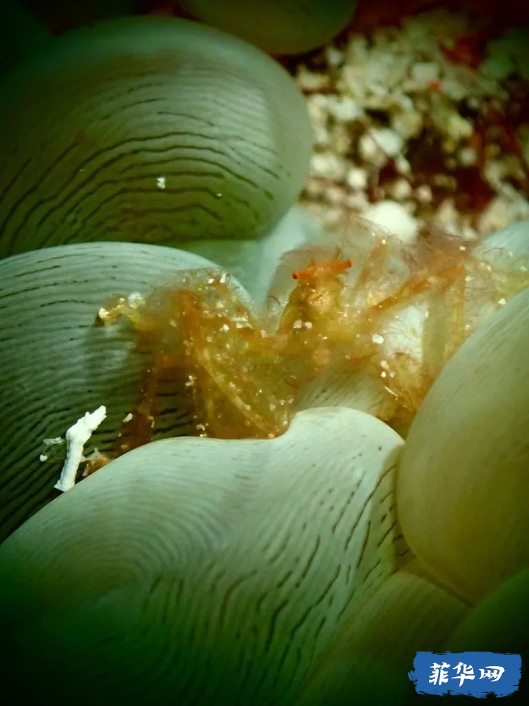 2024年 菲律宾 杜马盖地攻略 看三年岛民的推荐就够了w16.jpg