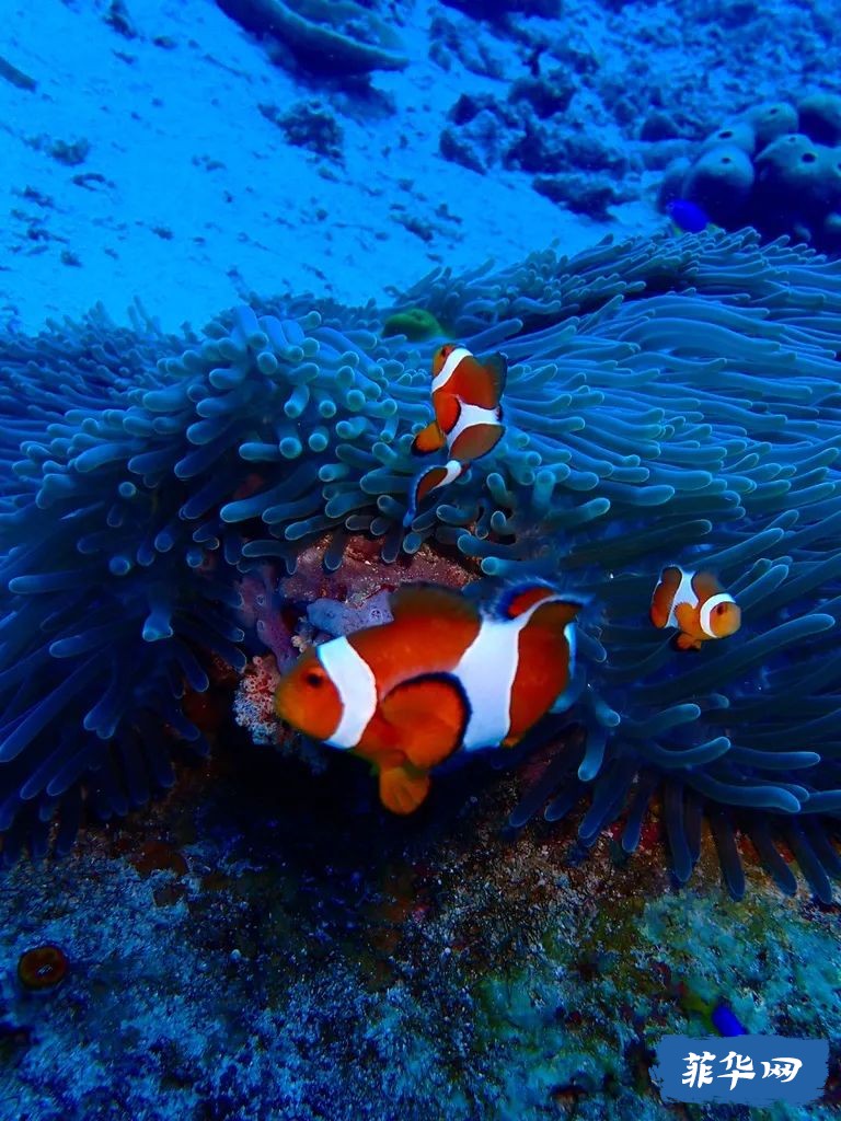 2024年 菲律宾 杜马盖地攻略 看三年岛民的推荐就够了w15.jpg