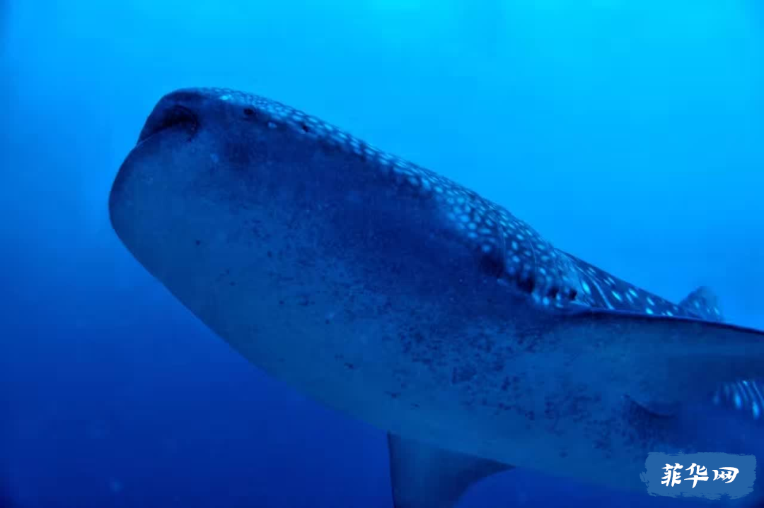 2024年 菲律宾 杜马盖地攻略 看三年岛民的推荐就够了w21.jpg