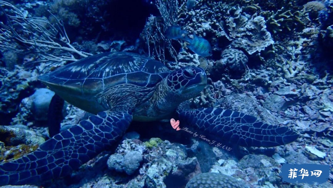 2024年 菲律宾 杜马盖地攻略 看三年岛民的推荐就够了w18.jpg