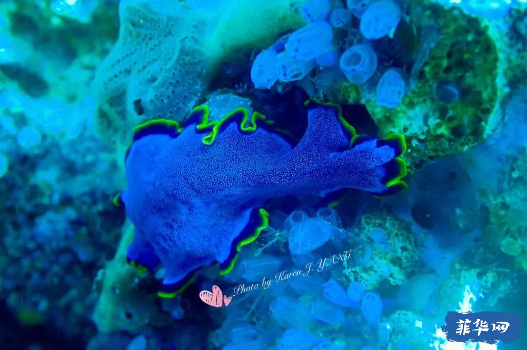 2024年 菲律宾 杜马盖地攻略 看三年岛民的推荐就够了w19.jpg