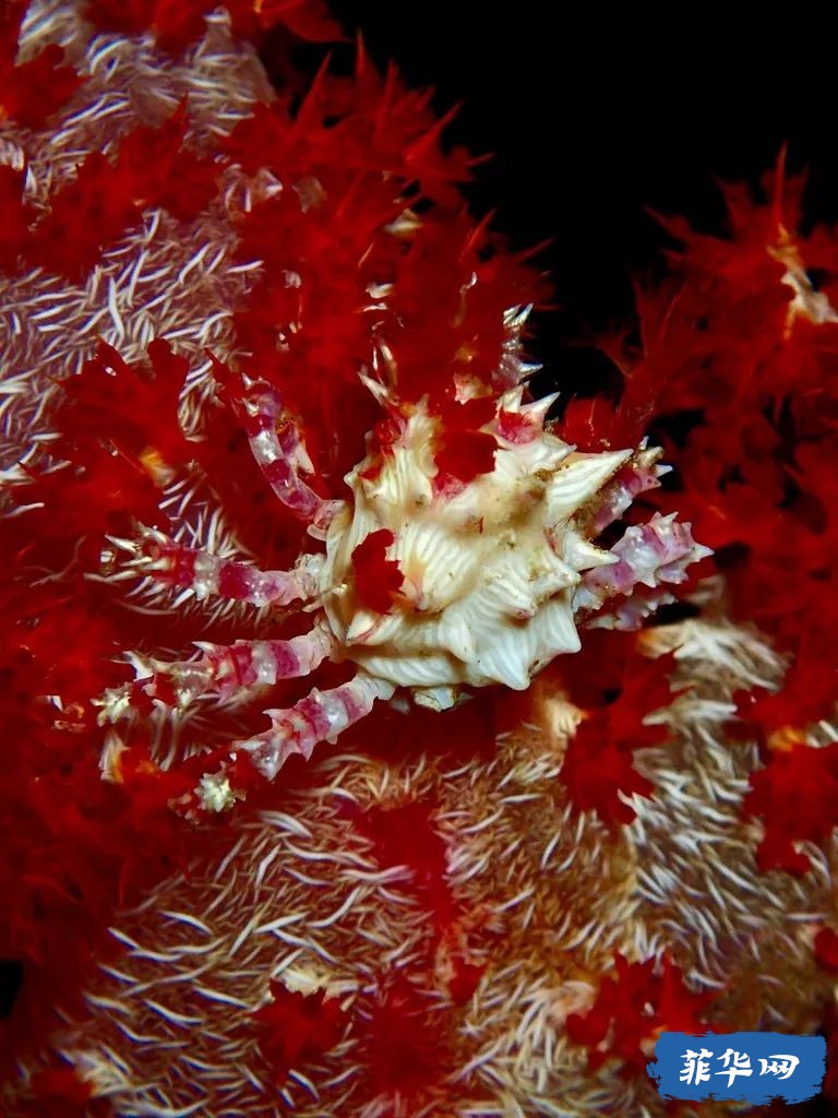 2024年 菲律宾 杜马盖地攻略 看三年岛民的推荐就够了w20.jpg