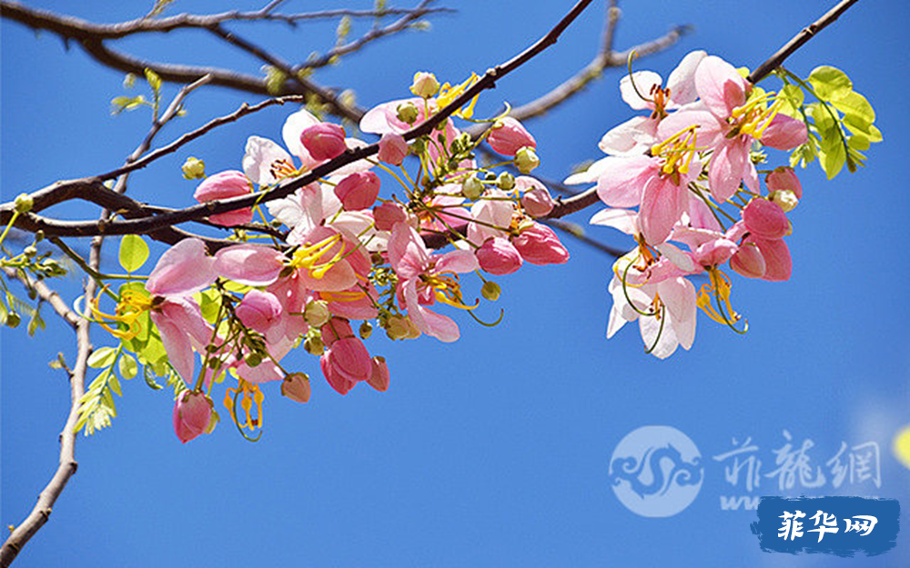 BGC惊现樱花树？花瓣满天飞 ，氛围感拉满！w3.jpg