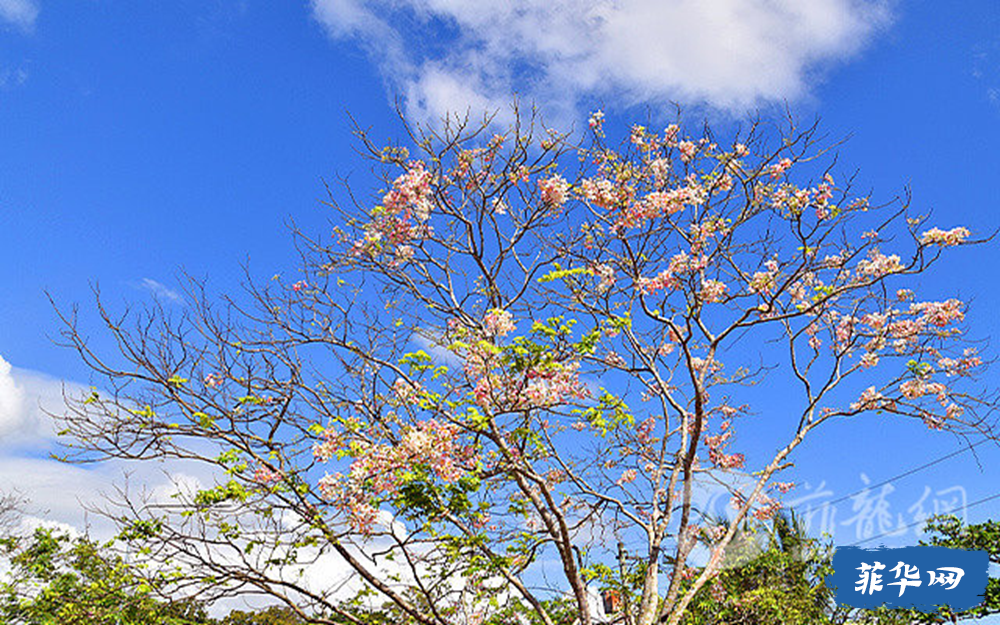 BGC惊现樱花树？花瓣满天飞 ，氛围感拉满！w7.jpg