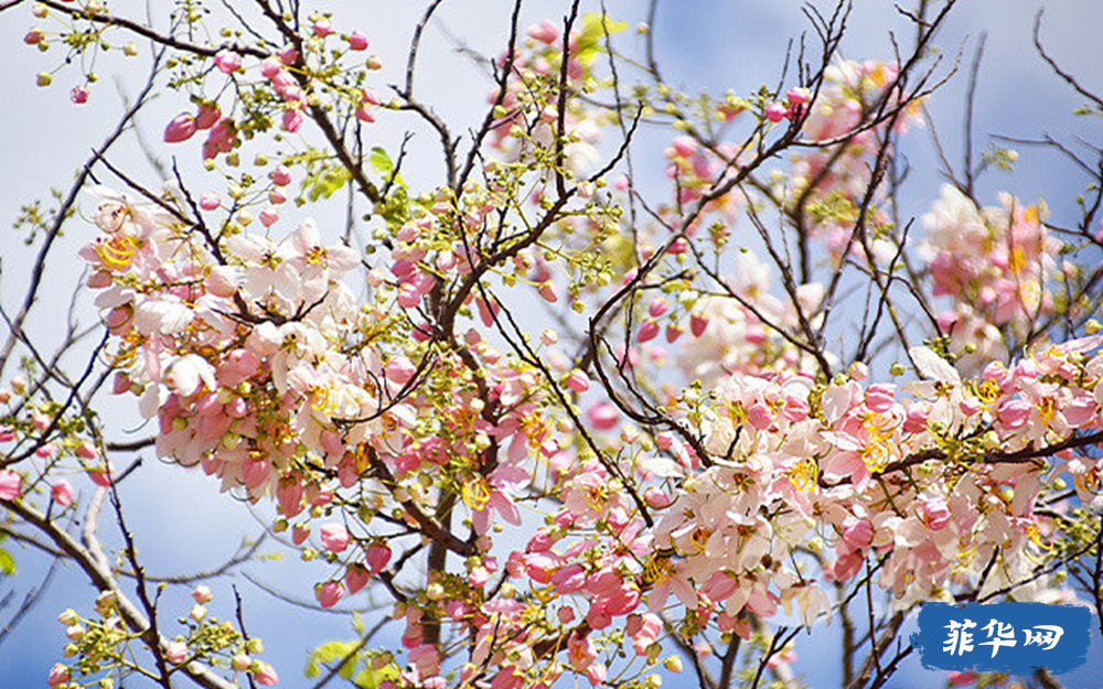 BGC惊现樱花树？花瓣满天飞 ，氛围感拉满！w8.jpg