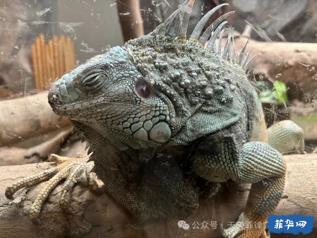 马尼拉出租车司机不怕坏就怕蠢w7.jpg