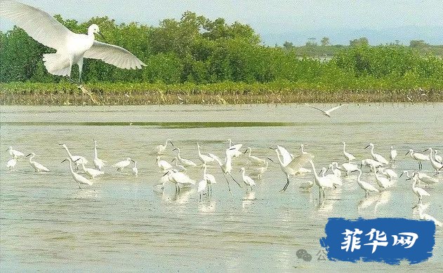 国际“湿地公约”及菲律宾十处列入公约保护名录的湿地w32.jpg
